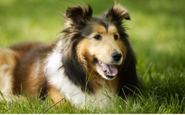 狗年的好词好句 谁会狗年的好词好句