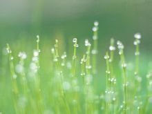 描写春好句有哪些 一些描写春的好句