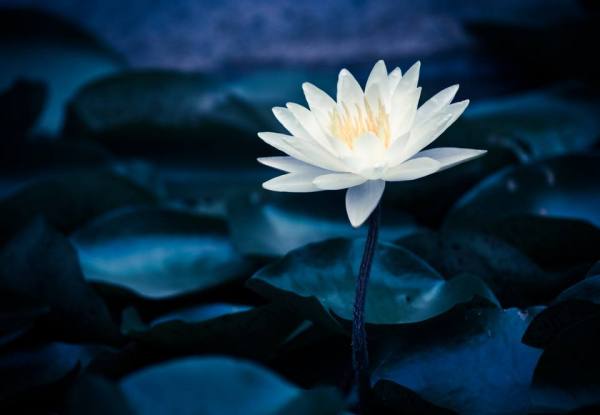 写白莲花的优美句子 形容白莲花的句子