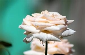 恋爱语录正能量等待一辈子 求爱情经典语录 恋爱语录正能量等待一辈子 求爱情经典语录