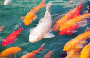 描写许愿树的句子 《许愿树》一些经典的句子