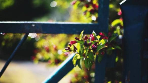 刘晓庆说的经典语录 刘晓庆有什么经典语录