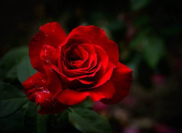 玫瑰花爱情名言语录 玫瑰和刺关系经典句子