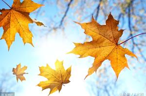 赞美秋天古诗词名句 赞美秋天的古诗词名句