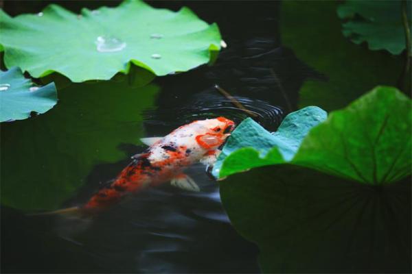 关于小雨的名句 带“小雨”的诗词名句