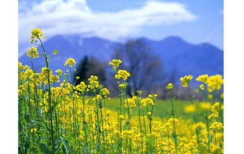 油菜花香的句子 有关春天美景油菜花香的诗句