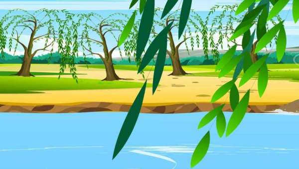 描写杨柳的的句子 描写柳树的句子