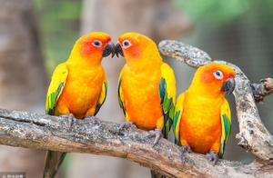 描写小鸟名句 描写鸟的诗句大全