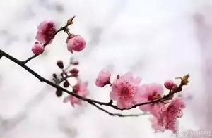 摘抄关于梅花好句 请摘抄描写梅花的句子不要诗句啊