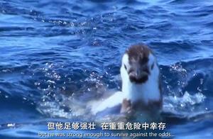 小企鹅心灵成长故事好词好句 小企鹅心灵成长的作者