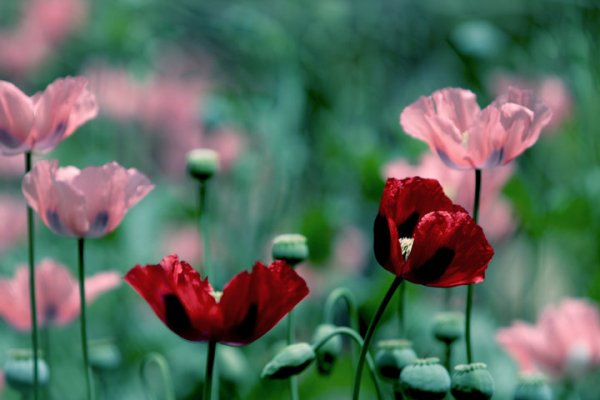 罂粟花语录 罂粟花语录
