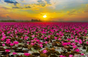 描写荷花的古风好句 描写“荷花”的古风句子