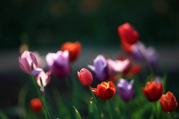 描写花香的好句 描写花香的诗句 描写花香的好句 描写花香的诗句