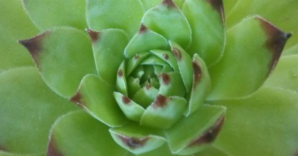 关于植物的词语和句子 关于植物的好词好句