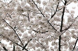 打雪仗的句子 描写打雪仗的句子