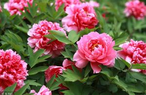 红牡丹好句赏析 描写红牡丹的句子