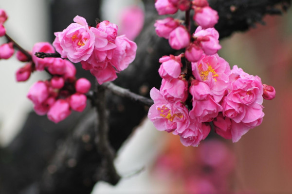 表现梅花精神名句赏析 谁知道描写梅花精神的诗句 表现梅花精神名句赏析 谁知道描写梅花精神的诗句