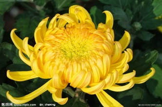 名词名句如菊花 关于菊花的名言名句有那些