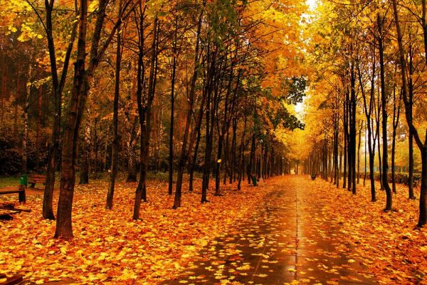 秋天优美诗词句子 描写秋天的诗句（优美）