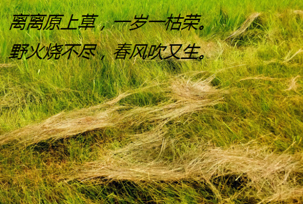 描写生命力顽强的好词好句 描写生命力顽强的句子