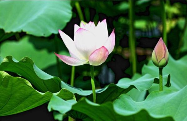 空岛的好词好句 求蓝色金海豚岛好词好句