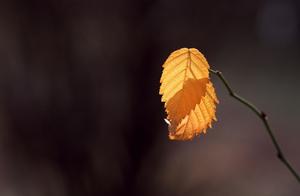 辛波斯卡名句 关于沧桑的句子