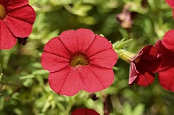 6月早安的语录 早安发圈的语录