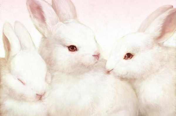 丛林大反攻好句 丛林大反攻观后感300字