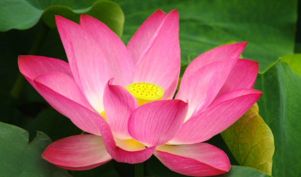 写荷花荷叶的句子 描写荷花和荷叶的诗句 写荷花荷叶的句子 描写荷花和荷叶的诗句