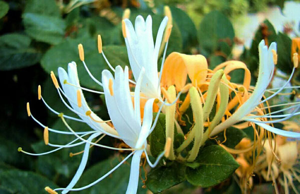 赞美摇钱树句子 赞美油茶的句子