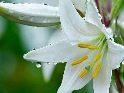 关于百合花的名句 赞美百合花的名句
