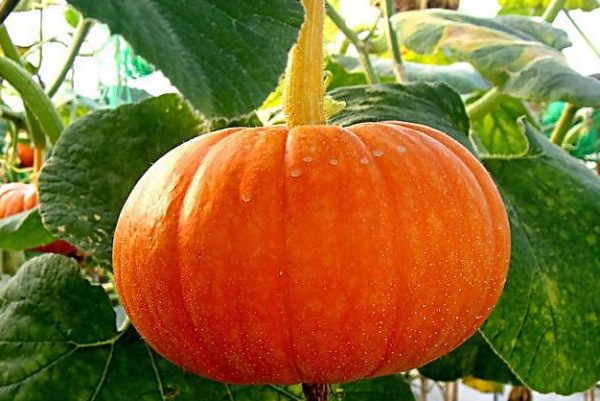 吃南瓜的好句子 《吃南瓜的人》书评 吃南瓜的好句子 《吃南瓜的人》书评